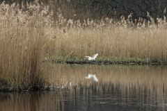 Little Egret in Flight