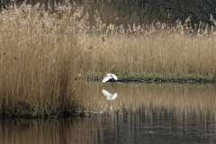 Little Egret in Flight