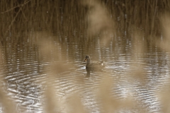 Female Teal