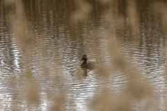 Male Teal