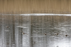 Ducks in Flight