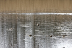 Ducks in Flight