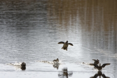 Ducks in Flight