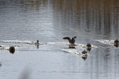 Ducks in Flight