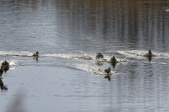 Ducks in Flight