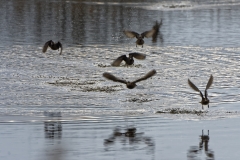 Ducks in Flight