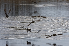 Ducks in Flight