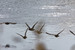 Ducks in Flight