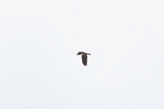 Male Marsh Harrier in Flight