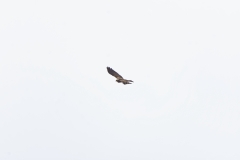 Male Marsh Harrier in Flight