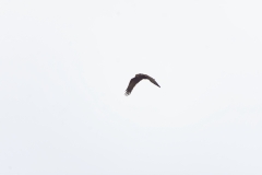 Male Marsh Harrier in Flight