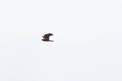 Male Marsh Harrier in Flight