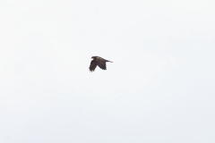 Male Marsh Harrier in Flight