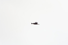 Male Marsh Harrier in Flight