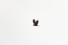 Male Marsh Harrier in Flight