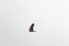 Male Marsh Harrier in Flight