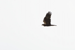 Male Marsh Harrier in Flight