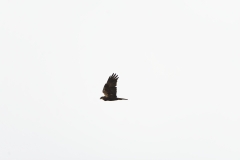 Male Marsh Harrier in Flight