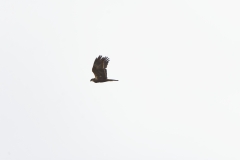 Male Marsh Harrier in Flight