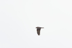 Male Marsh Harrier in Flight