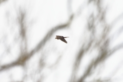 Male Marsh Harrier in Flight