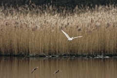 Little Egret in Flight