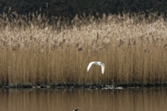 Little Egret in Flight