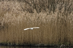 Little Egret in Flight