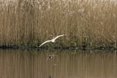 Little Egret in Flight