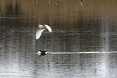 Little Egret in Flight