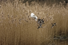 Little Egret in Flight