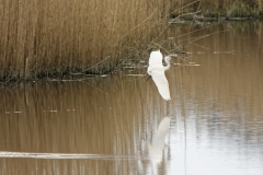 Little Egret in Flight