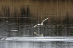 Little Grebe in Flight over water