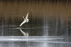 Little Grebe in Flight over water