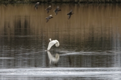 Little Grebe in Flight over water