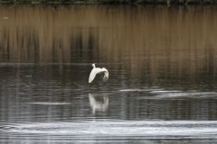 Little Grebe in Flight over water