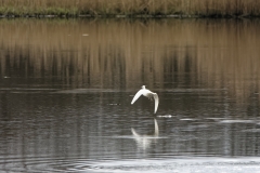 Little Grebe in Flight over water