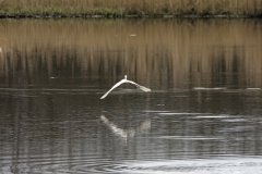 Little Grebe in Flight over water