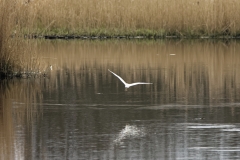 Little Grebe in Flight over water