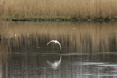 Little Grebe in Flight over water