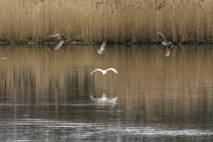 Little Grebe in Flight over water