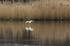 Little Grebe in Flight over water