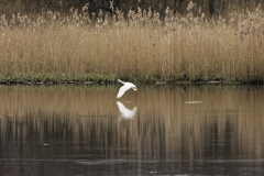 Little Grebe in Flight over water