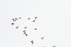 Ducks in Flight