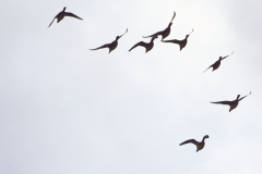 Ducks in Flight