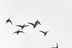 Ducks in Flight