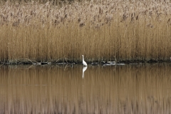 Little Egret