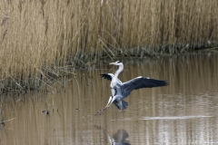 Grey Heron Landing