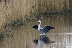 Grey Heron Landing