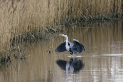 Grey Heron Landing